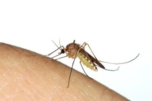 moustique-piqure-moustique-chasser -les -moustiques