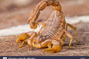 nahaufnahme-detail-von-einem-buthus-skorpion-scorpio-occitanus-d3dfhx