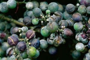 oidium-de-la-vigne-4_10_0