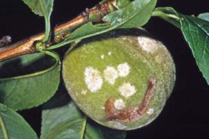 oidium-pecher---dow-agrosciences-2-74
