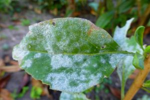 oïdium-blog-alsagarden-3