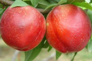 pecher_nectared_-_prunus_persica_nectarine