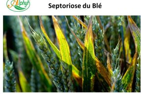 septoriose du blé