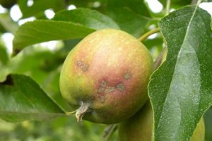 tavelure_sur_pomme_2_560x315
