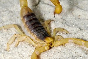 FOURMICIDE 2% PP – Poudre Insecticide Anti-Fourmis